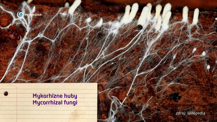 Nova zahrada - mykorhizne huby